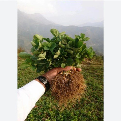 Sweet Charlie Strawberry Plant